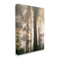 Stupell Industries Sunburst šumsko drveće pogled na krajolik Fotogalerija omotano platno tiskanje zidne umjetnosti