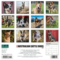 Zidni kalendar Australski stočni Psi