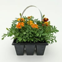 Stručni vrtlarski biljni biljka 6pk Marigold uzgajivač Potpuno sunce ili djelomična nijansa