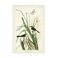 John James Audubon Mac Gillivrace Finch ulje na platnu