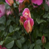 Bloomables® bareroot voćne latice penjanja ruža - ružičasti cvjetovi - žive biljke - komad