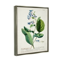Stupell Industries Botanička biljna ilustracija Plavi cvjetovi Vintage Design sjajno siva uokvirena plutajuća platna zidna umjetnost,