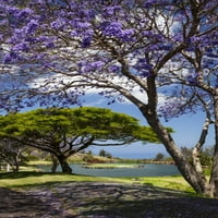 Cvjetna stabla Jacaranda, golf teren u mn., Ranč PUVA ' ava ' A, Sjeverna Kona; Puuanahulu, otok Havaji, Havaji, Sjedinjene Američke
