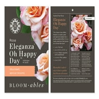 Hibridna čajna ruža - dvobojni ružičasti cvjetovi - žive biljke - stvar
